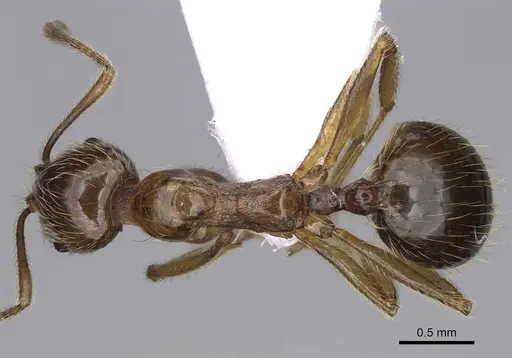 Aphaenogaster sangiorgii specimen CASENT0914232 image casent0914232_1
