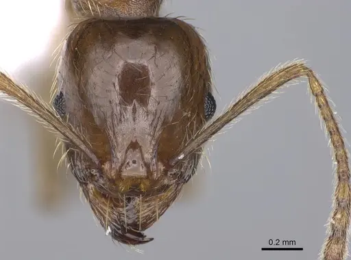 Aphaenogaster sangiorgii specimen CASENT0914232 image casent0914232_2