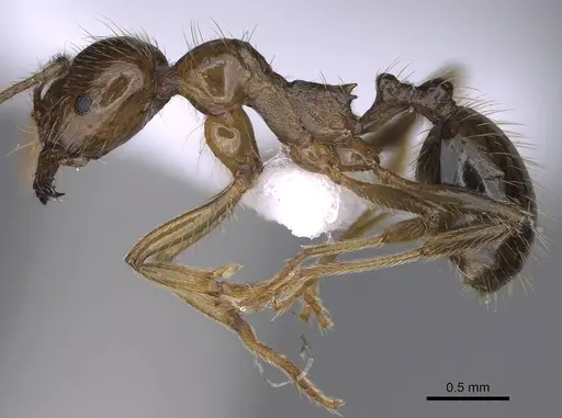 Aphaenogaster sangiorgii specimen CASENT0914232 image casent0914232_3