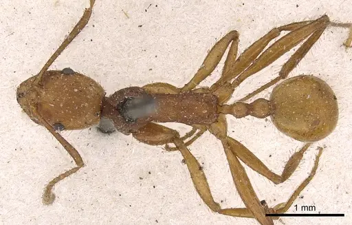 Aphaenogaster sardoa specimen CASENT0900461 image casent0900461_1