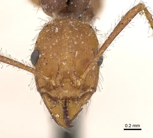 Aphaenogaster sardoa specimen CASENT0900461 image casent0900461_2