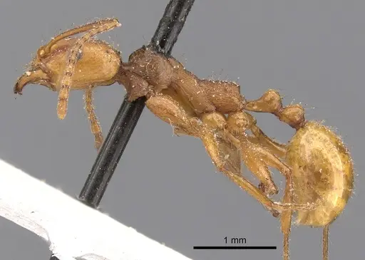Aphaenogaster sardoa specimen CASENT0900461 image casent0900461_3