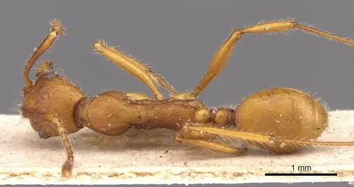Aphaenogaster sardoa specimen CASENT0907702 image casent0907702_1