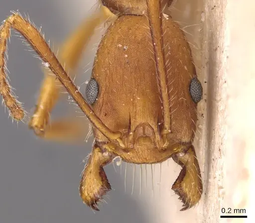 Aphaenogaster sardoa specimen CASENT0907702 image casent0907702_2