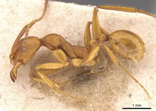 Aphaenogaster sardoa specimen CASENT0907702 image casent0907702_3