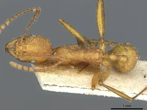 Aphaenogaster sardoa specimen CASENT0913123 image casent0913123_1
