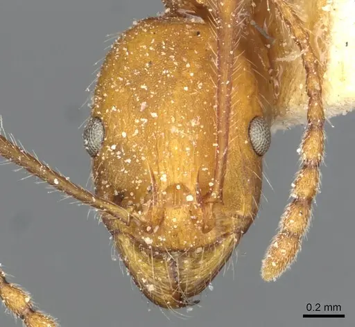 Aphaenogaster sardoa specimen CASENT0913123 image casent0913123_2