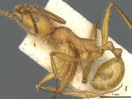 Aphaenogaster sardoa specimen CASENT0913123 image casent0913123_3
