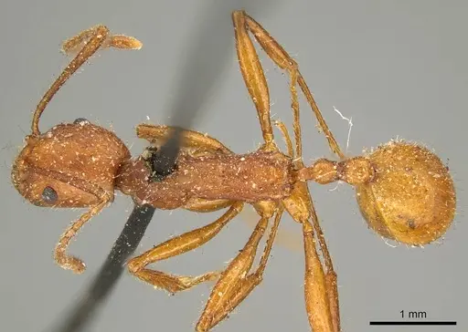 Aphaenogaster sardoa specimen CASENT0916080 image casent0916080_1
