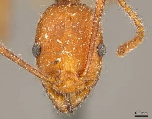 Aphaenogaster sardoa specimen CASENT0916080 image casent0916080_2
