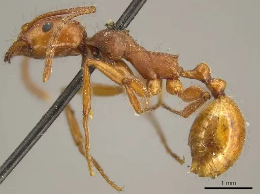 Aphaenogaster sardoa specimen CASENT0916080 image casent0916080_3