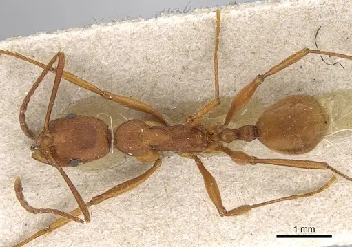 Aphaenogaster sardoa specimen CASENT0922214 image casent0922214_1