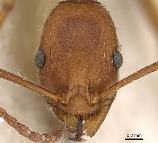 Aphaenogaster sardoa specimen CASENT0922214 image casent0922214_2