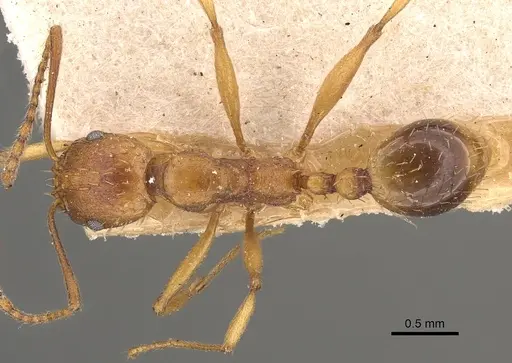 Aphaenogaster schmitzi specimen CASENT0900458 image casent0900458_1