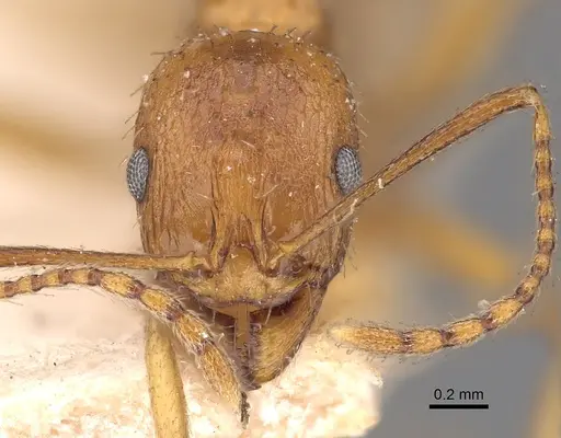 Aphaenogaster schmitzi specimen CASENT0900458 image casent0900458_2