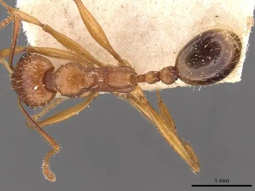 Aphaenogaster schmitzi specimen CASENT0907699 image casent0907699_1