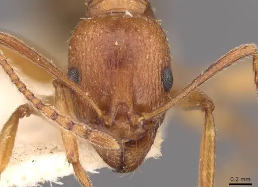 Aphaenogaster schmitzi specimen CASENT0907699 image casent0907699_2