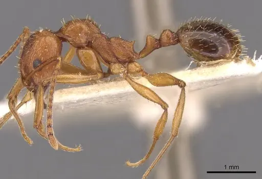 Aphaenogaster schmitzi specimen CASENT0907699 image casent0907699_3