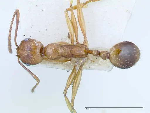 Aphaenogaster schmitzi specimen FOCOL0213 image focol0213_1