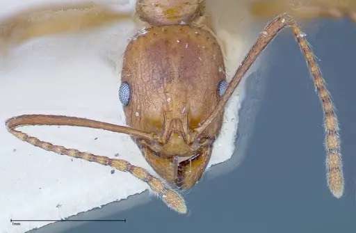 Aphaenogaster schmitzi specimen FOCOL0213 image focol0213_2