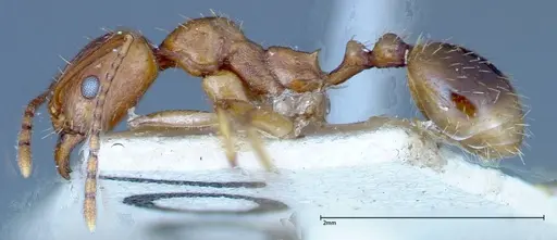 Aphaenogaster schmitzi specimen FOCOL0213 image focol0213_3