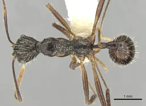Aphaenogaster schurri specimen CASENT0280947 image casent0280947_1