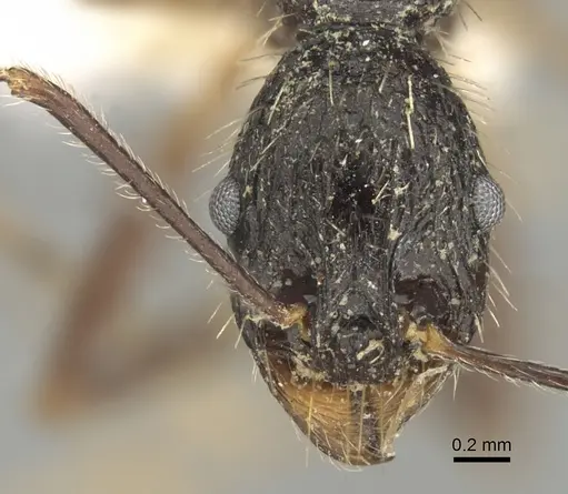 Aphaenogaster schurri specimen CASENT0280947 image casent0280947_2