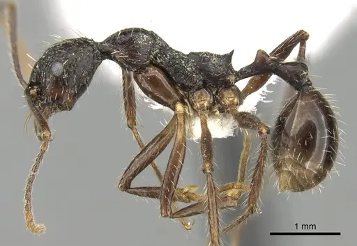 Aphaenogaster schurri specimen CASENT0280947 image casent0280947_3