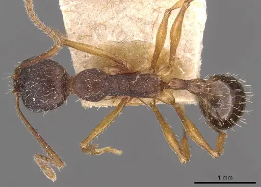 Aphaenogaster schurri specimen CASENT0907695 image casent0907695_1