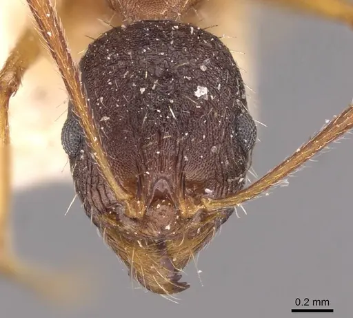 Aphaenogaster schurri specimen CASENT0907695 image casent0907695_2