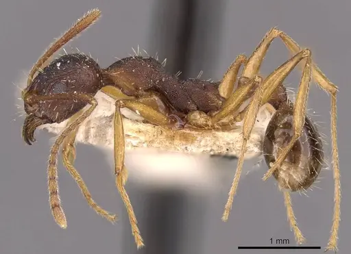 Aphaenogaster schurri specimen CASENT0907695 image casent0907695_3