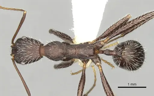 Aphaenogaster semipolita specimen CASENT0281584 image casent0281584_1