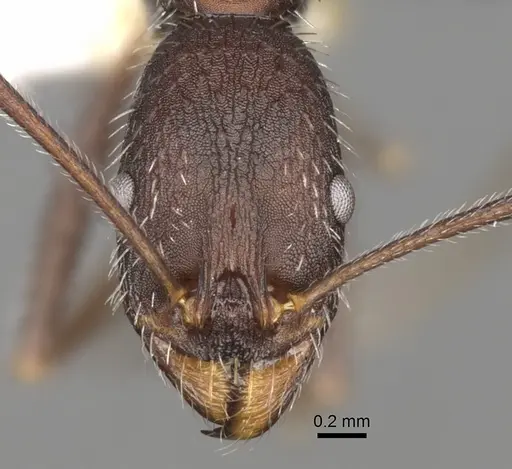 Aphaenogaster semipolita specimen CASENT0281584 image casent0281584_2