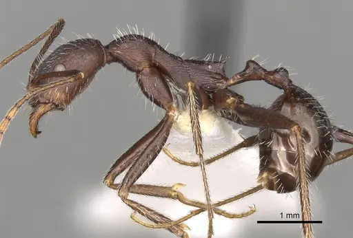 Aphaenogaster semipolita specimen CASENT0281584 image casent0281584_3