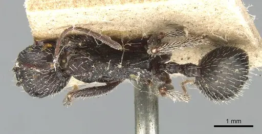 Aphaenogaster semipolita specimen CASENT0904180 image casent0904180_1