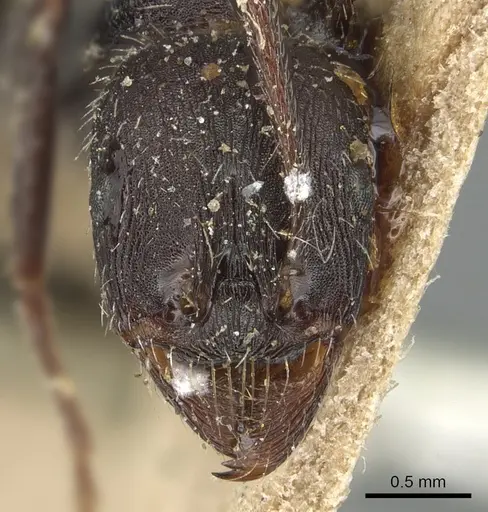 Aphaenogaster semipolita specimen CASENT0904180 image casent0904180_2