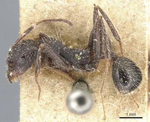 Aphaenogaster semipolita specimen CASENT0904180 image casent0904180_3