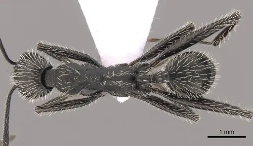 Aphaenogaster senilis specimen CASENT0281534 image casent0281534_1