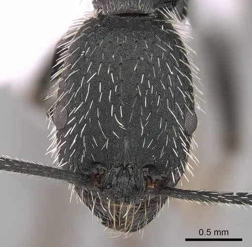 Aphaenogaster senilis specimen CASENT0281534 image casent0281534_2