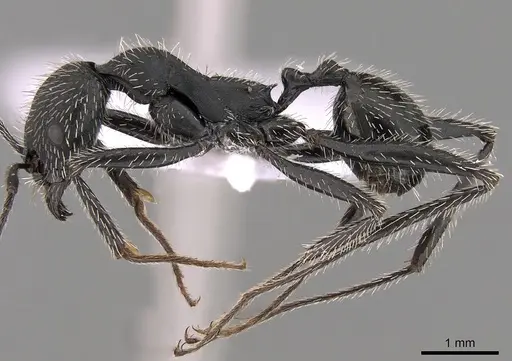 Aphaenogaster senilis specimen CASENT0281534 image casent0281534_3