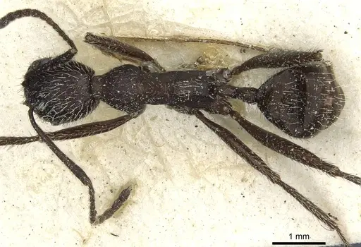 Aphaenogaster senilis specimen CASENT0913124 image casent0913124_1
