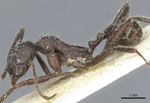 Aphaenogaster senilis specimen CASENT0913124 image casent0913124_3