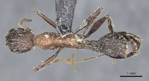 Aphaenogaster senilis specimen CASENT0913125 image casent0913125_1
