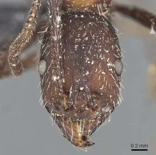Aphaenogaster senilis specimen CASENT0913125 image casent0913125_2