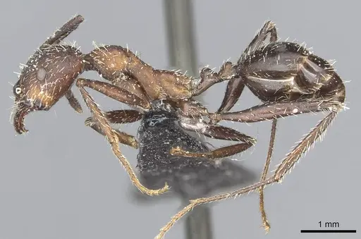 Aphaenogaster senilis specimen CASENT0913125 image casent0913125_3