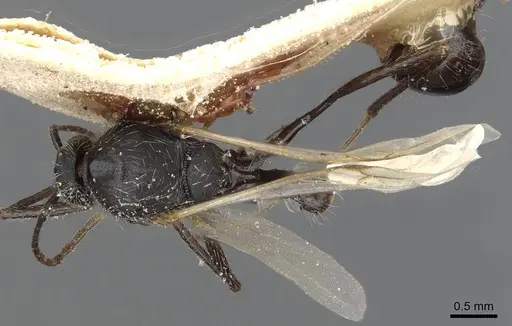 Aphaenogaster senilis specimen CASENT0913126 image casent0913126_1