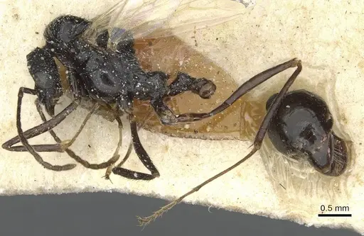 Aphaenogaster senilis specimen CASENT0913126 image casent0913126_3