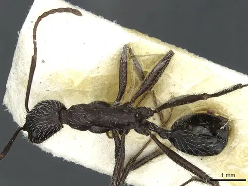 Aphaenogaster senilis specimen CASENT0913127 image casent0913127_1