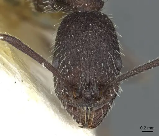 Aphaenogaster senilis specimen CASENT0913127 image casent0913127_2