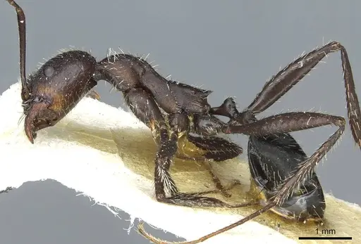 Aphaenogaster senilis specimen CASENT0913127 image casent0913127_3